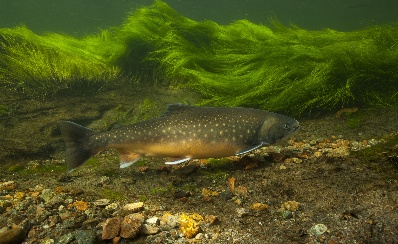 Padlock outlet coupon code initiates the